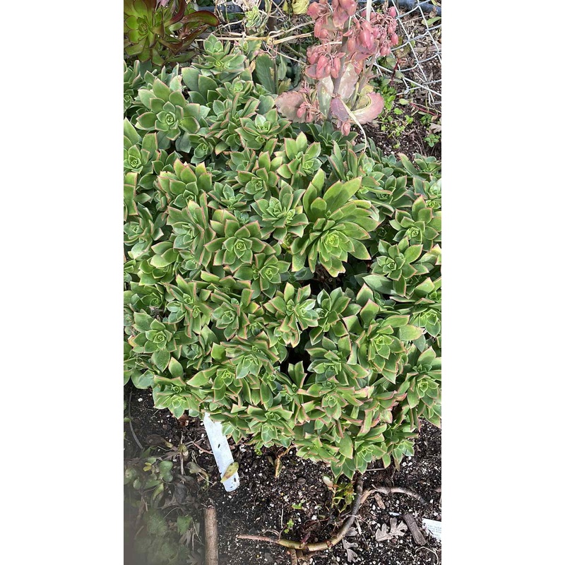 Aeonium Starburst Plant 4Inches Pot Aeonium Haworthii Pinwheel Plant Succulent Drought Tolerant Live Plant Ht7