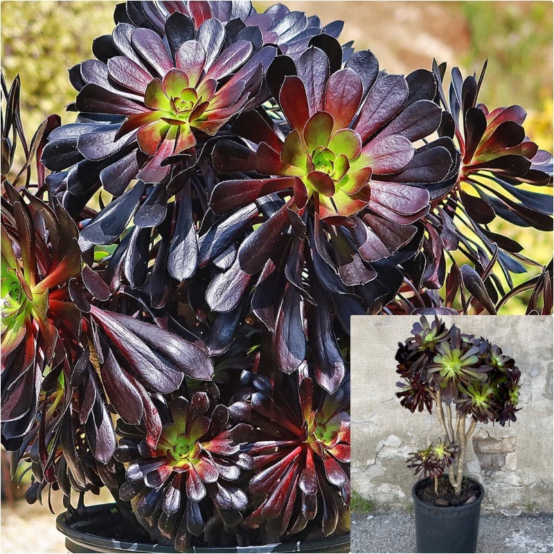 Aeonium Zwartkop 5 Gallon Succulents Plant Rose Beauty Tree Live Plant Ht7