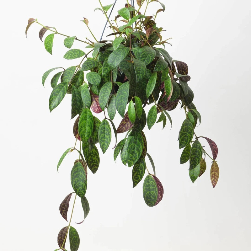 Aeschynanthus Marmoratus 4 Inches plant Hanging Zebra Basket Vine lipstick Live Plant Ht7