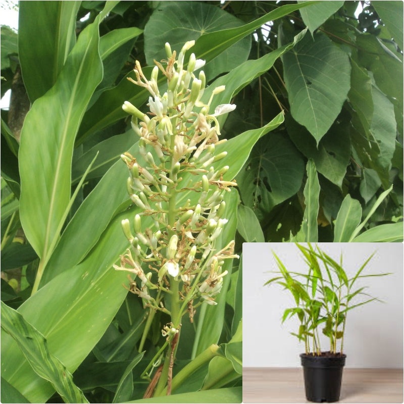 Alpinia Officinarum 1 Gallon Greater Galangal Plant Lesser Galangal Live Plant Ht7