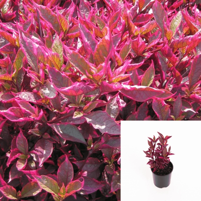 Alternanthera Brazilian Red Plant 6 Inches Pot Brazilian Joyweed Plant Red Joyweed Plant Indoor Live Plant Ht7