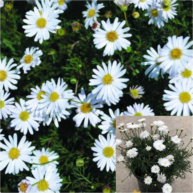 Australian Daisy 4 inches Plant paper daisies Plant Strawflowers Plant everlastings Live plant Ht7