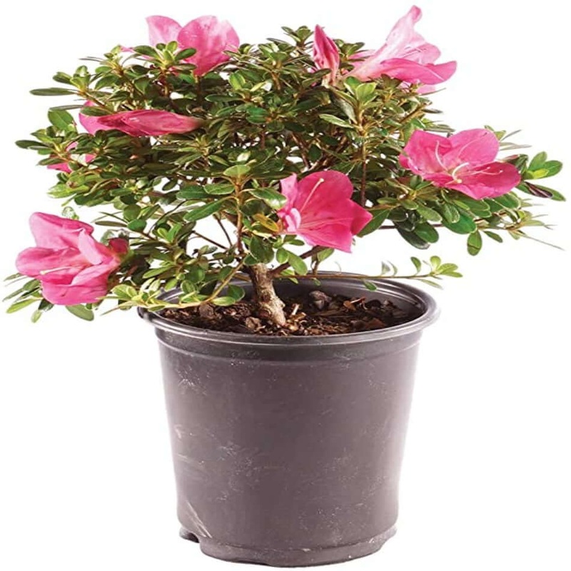 Azalea Phoenicia 3 Gallon Pink Plant Pot Rhododendron Shrub Outdoor Live Plant Ho