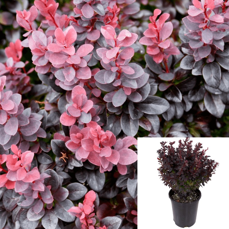 Berberis Concorde 1 Gallon Japanese Barberry Plant Pink Shrubs Live Plant