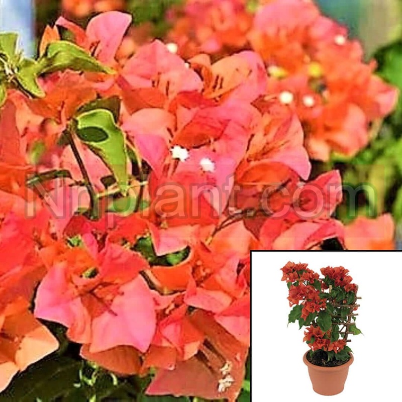 Boug Bengal Orange Plant 2G5G 5 Gallon Ht7 Espalier Bougainvillea Pinkish Vine Climbing Tree Live Plant