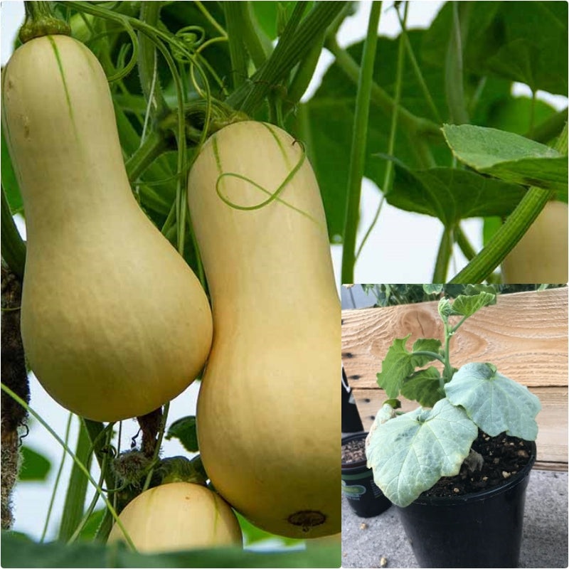 Butter Squash 1 Gallon Plant Cucurbita Moschata Plant Calabasa Live Plant Ht7