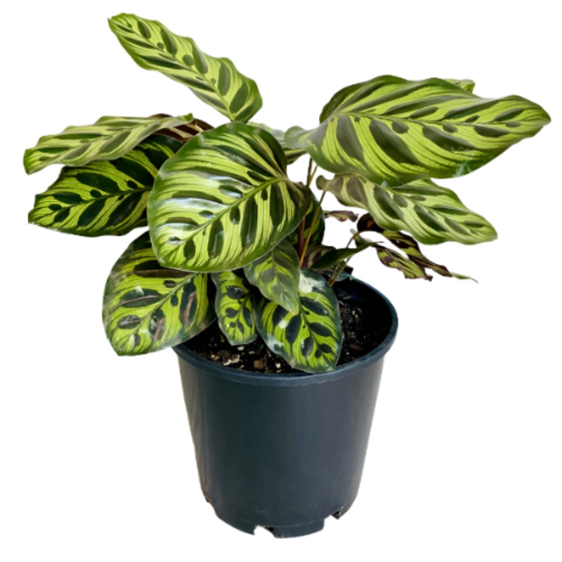Calathea Burblemaxi Plant 4Inches Peacock Plant Cathedral Windows Plant Premium Foliage Houseplant Live Plant Ht7