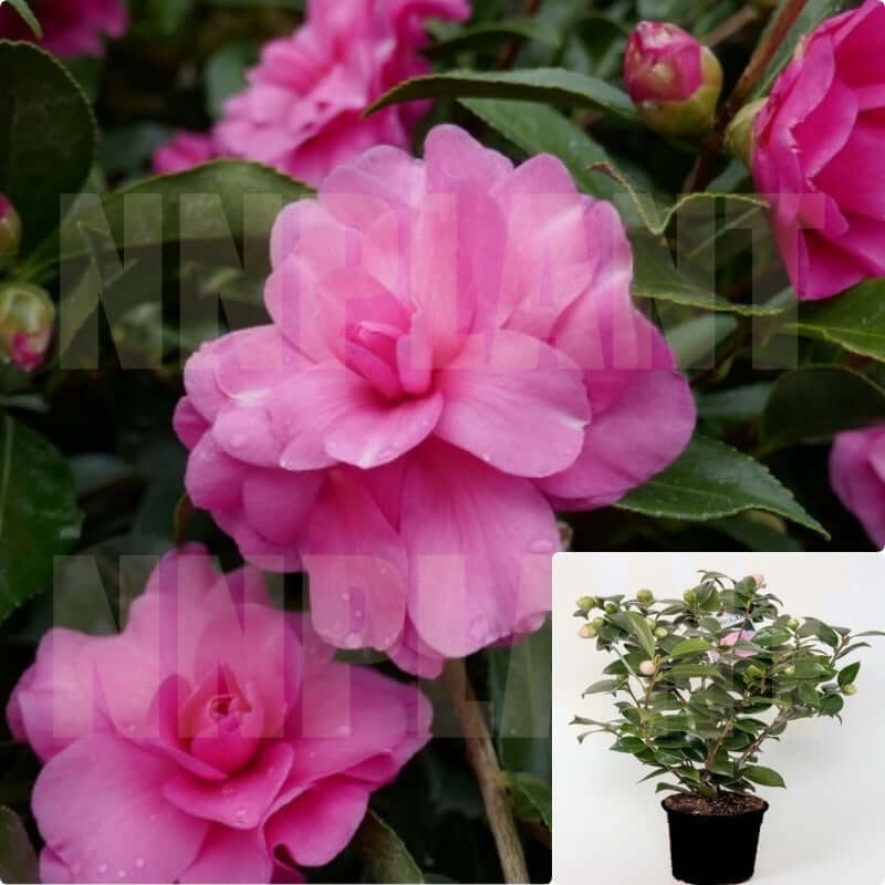 Camellia Chansonette Espalier 5 Gallon Sasanqua Pink Live Plant Outdoor Fr7