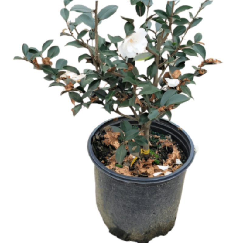 Camellia White Dove Espalier 5 Gallon Sasanqua Plant Cascading Outdoor Live Plant Fr7