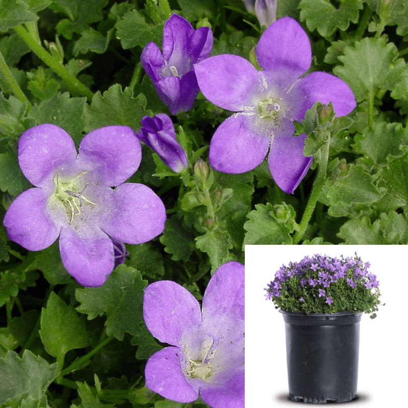 Campanula Muralis 1 Quart Purple Dalmatian Bellflower Plant Flower Outdoor Live Plant