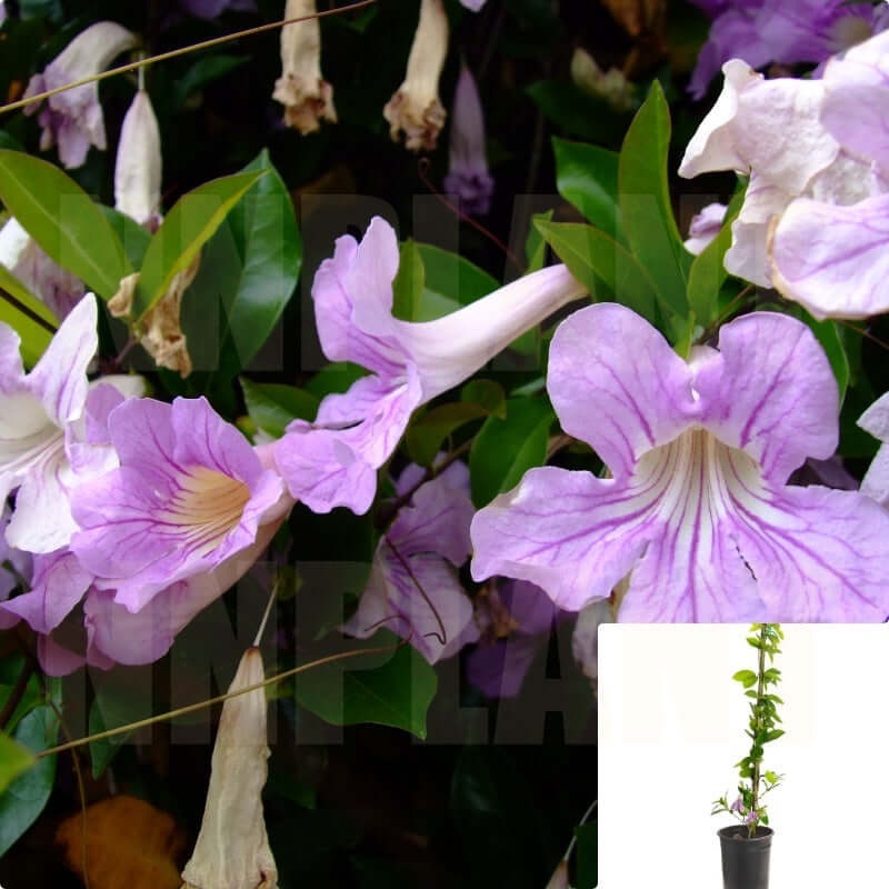 Clytostoma Cal Espalier 5 Gallon Callistegioides Lavender Purple Violet Trumpet Flower Vine Full Live Plant Mht7