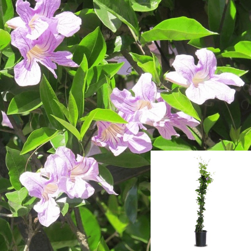 Clytostoma Callistegioides 5 Gallon Purple Violet Trumpet Vine Espalier Live Plant Fr7
