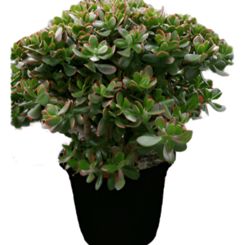 Crassula Ovata Sunset Plant 1 Gallon Ht7 Golden Jade Tree Succulent Drought Tolerant Live Plant Onsale Ht7 Best