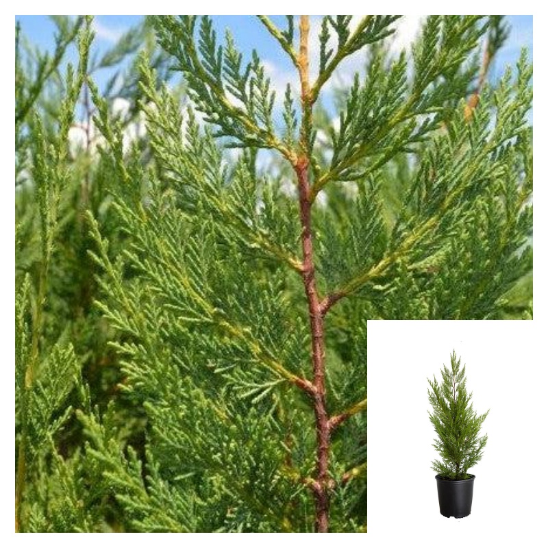 Cupressocyparis Leylandii 7 Gallon Plant Leyland Cypress Palnt Shrubs Live Plant Fr7