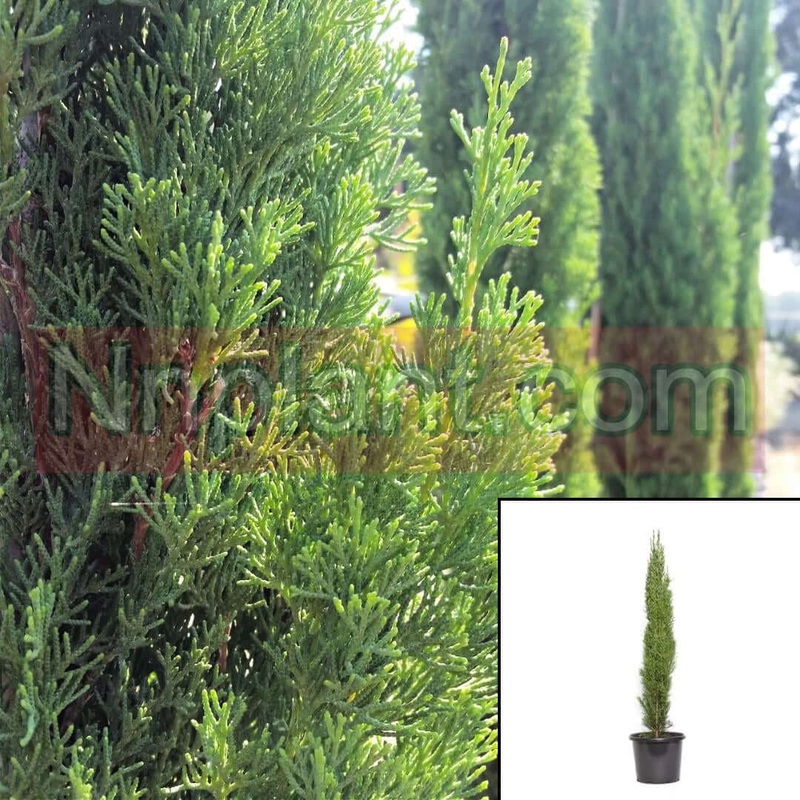 Cupressus Sempervirens Glauca 5 Gallon Pencil Pine Live Plant Fr7
