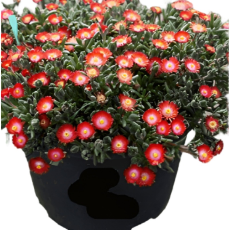 Delosperma Red Mountain Plant Ice Succulent 1 Quart Hardy Live Plant Ht7