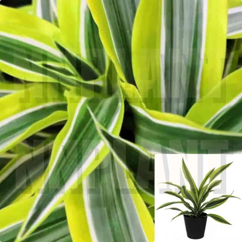 Dracaena Lemon Lime 1 Gallon Pot Plant Striped Dracaena Cornstalk Dracaena Indoor Live Plant Ht7