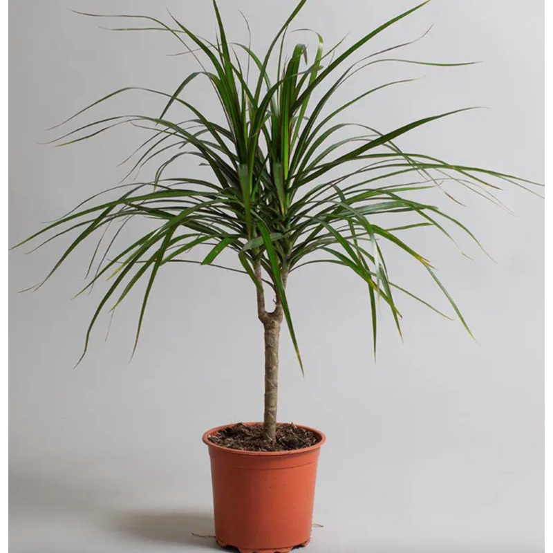 Dracaena Marginata 5 Gallon Plant Dragon Tree Madagascar Dragon Tree Malaysian Foliage Live Plant Ht7