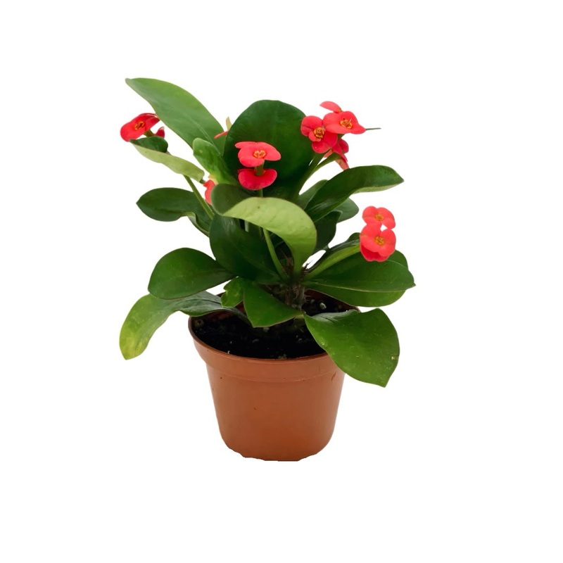 Euphorbia Milii Maxi Triton 4inches Plant Red Euphorbia Crown of Thorns Christ Thorn Live Plant Pr7