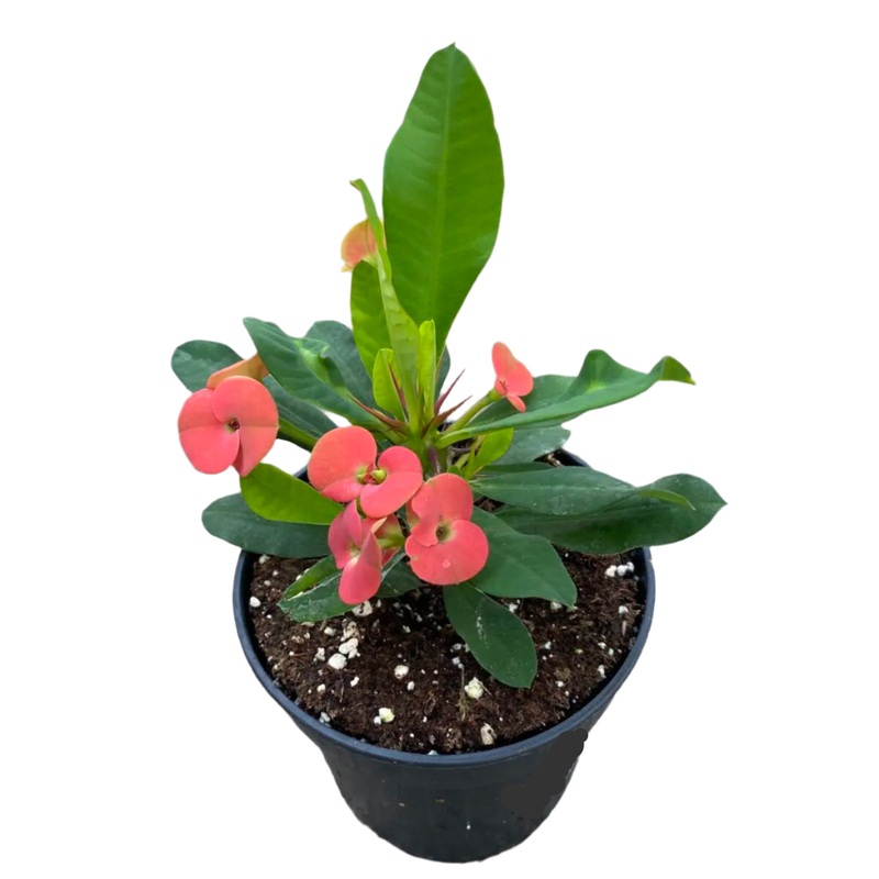 Euphorbia Milii Maxi Zeus 4inches Plant Pink Cadillac Euphorbia Crown of Thorns Christ Thorn Live Plant Pr7