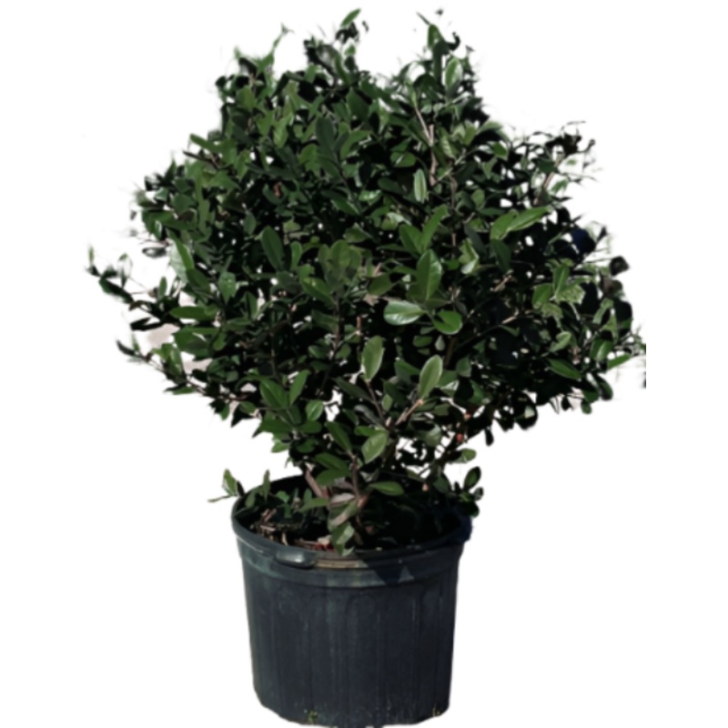 Feijoa Sellowiana 5 Gallon Branches Tree Feijoa Sellowiana Pineapple Fruit Guava Pineapple Guava Tree Ht7 Best