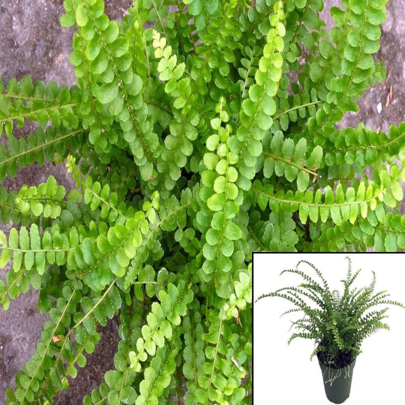 Fern Lemon Button Maidenhair Plant 5inches Pot Premium Rare Live Plant ht7