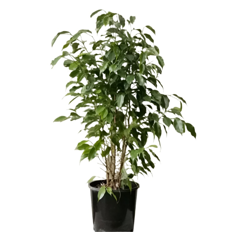 Ficus Benjamina Green 5 Gallon Weeping Fig Benjamin Fig Ficus Tree Indoor Live Plant Ht7