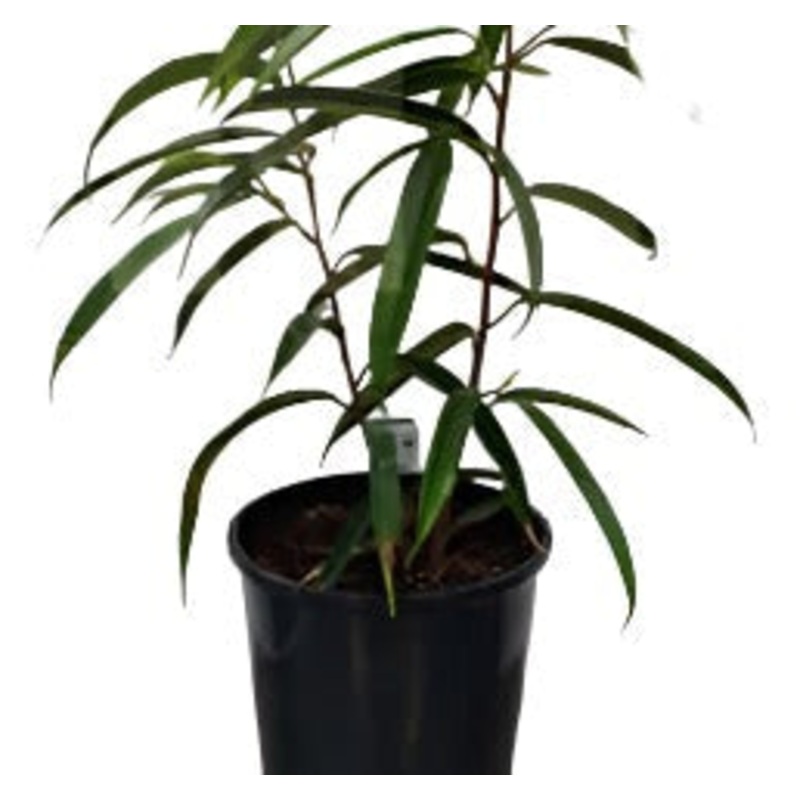 Ficus Sabre Ficus Long Leaf Ficus 28-38In Tall 2 Gallon Ht7 Plant Dwarf Sabre Leafed Fig Long Live Plant Best