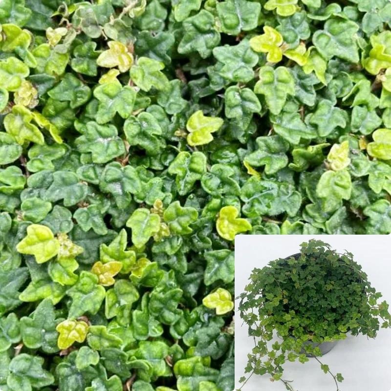 Fig Creeping Frog 6In1G 1 Gallon Pot String Of Frogs Ficus Pumila Quercifolia Oakleaf Live Plant