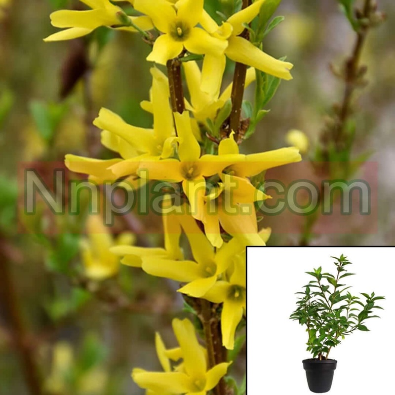 Forsythia Show Sugar Baby 3 Gallon Bronx Yellow Live Plant Fr7