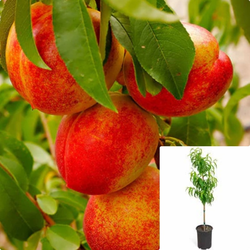 Fruit Nectarine Double Delight 7 Gallon Live Plant Outdoor Tree Fr7