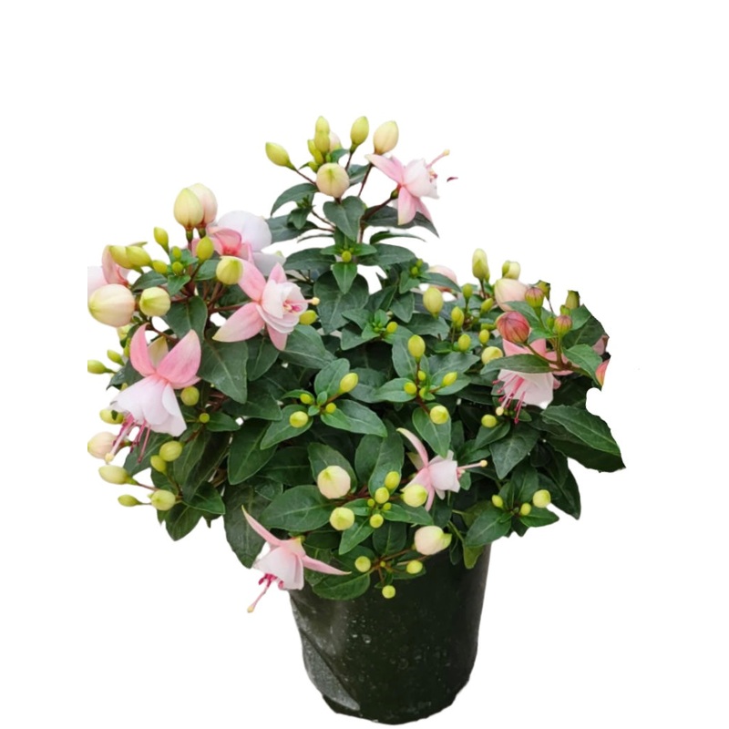 Fuchsia Ballerina Coupe 1 Gallon Fuchsia Flower Plant Outdoor Live Plant Pr7 Ht7