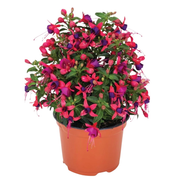 Fuchsia Ballerina Pirovette 1 Gallon Fuchsia Flower Plant Outdoor Live Plant Pr7 Ht7