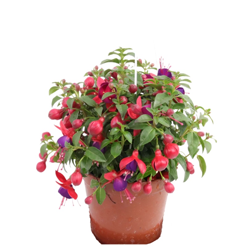 Fuchsia Jollies Nantes 1 Gallon Purple Pink Fuchsia Flower Plant Outdoor Live Plant Pr7 Ht7