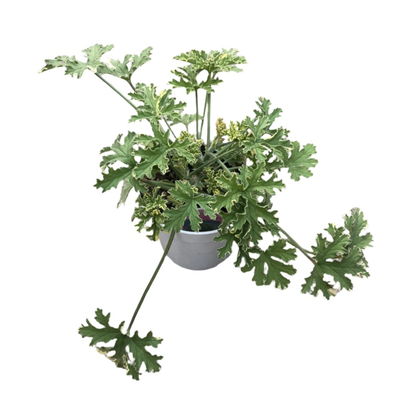 Geraniums Lady Plymouth 1 Gallon Scented Geraniums Flower Plant Outdoor Live Plant Pr7 Ht7