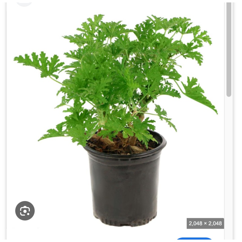 Geraniums Limona 1 Gallon Scented Geraniums Flower Plant Outdoor Live Plant Pr7 Ht7