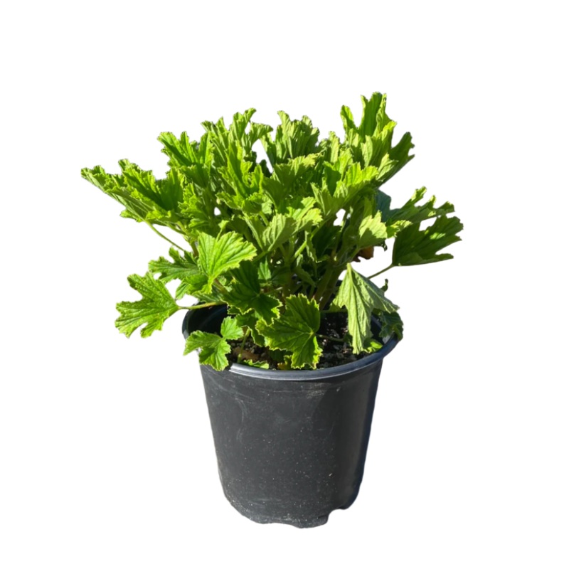 Geraniums Orange Fizz 1 Gallon Scented Geraniums Flower Plant Outdoor Live Plant Pr7 Ht7