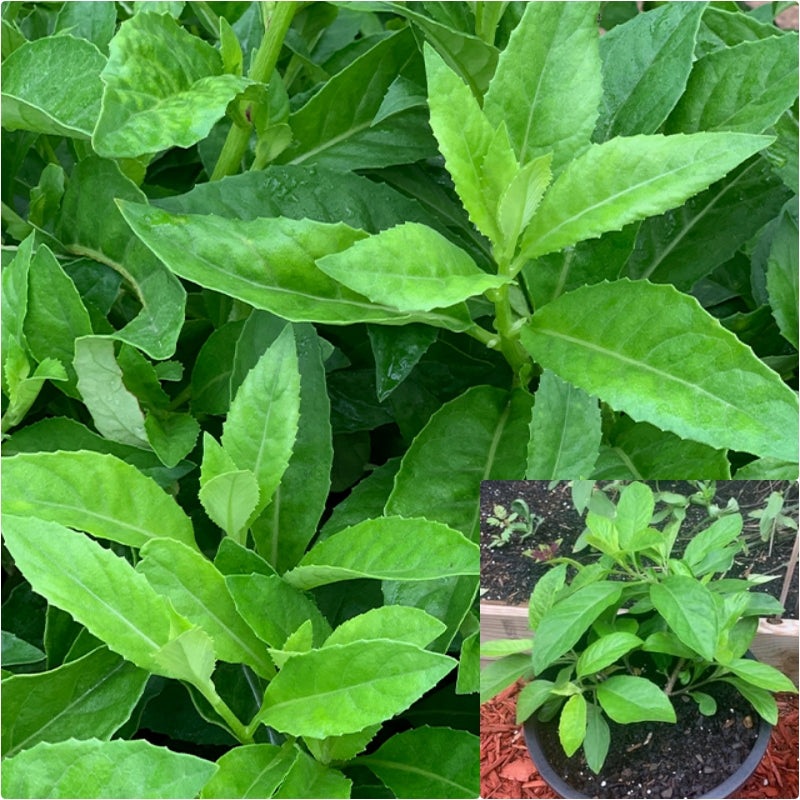 Gynura Procumbens 1 Gallon Plant Longevity Spinach Plant Sambung Nyawa Live Plant Ht7