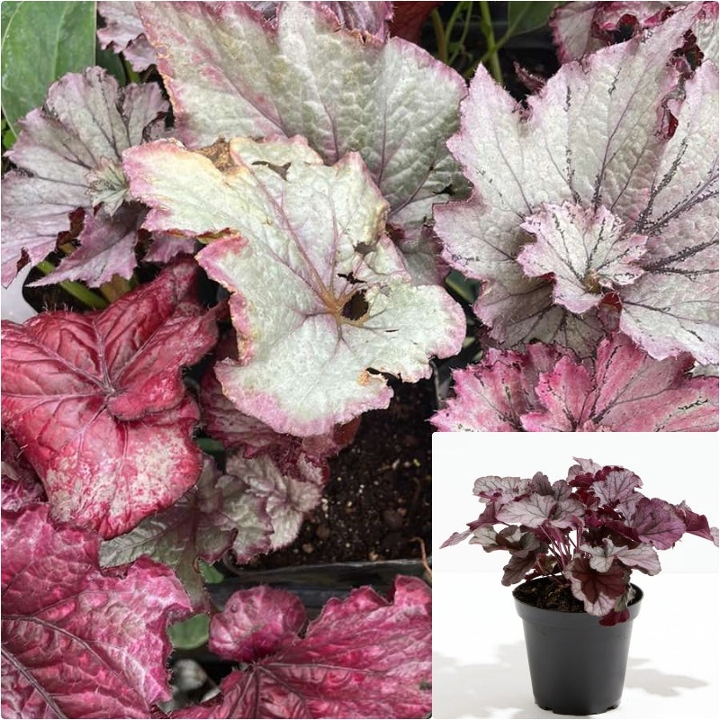 Heuchera sanguinea Engelm 4 inches Coral bells Plant Alum root Plant Crimson bells Live Plant Ht7