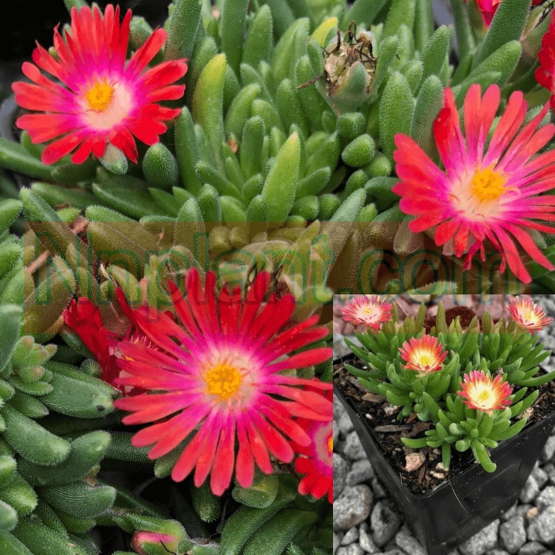 Ice Plant Red Rose Succlent 6 Of 2Inches Pot Sun Live Plant Ground Cover Ht78 Ht7