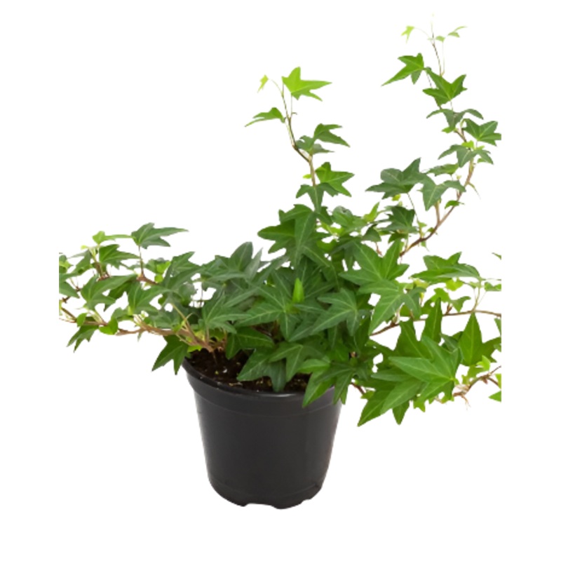 Ivy Needlepoint Plant 1 Quart Pot Birds Foot Ivy Plant Hedera Helix Vine Plant Wall Covering Plant Ivy Needlepoint Live P