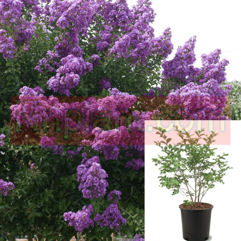 Lag Catawba Multi Purple 5 Gallon Crape Myrtle Dark Plant Lager Indica Shrub Live Plant Fr7