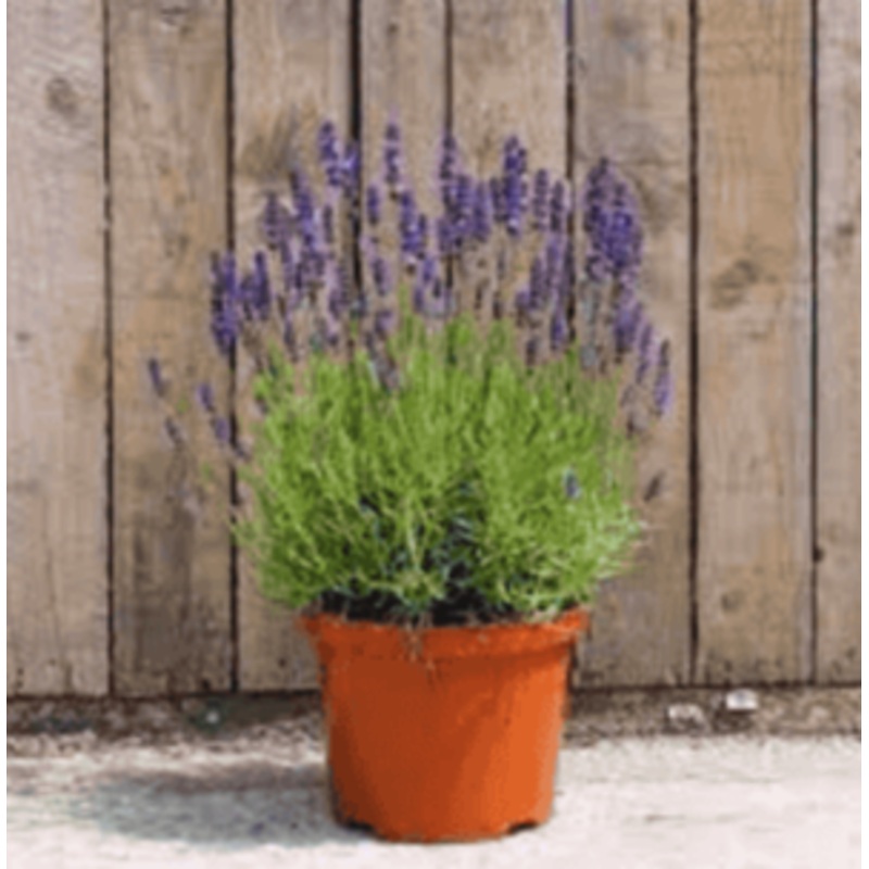 Lavandula Hidcote 5 Gallon English Lavender Plant Outdorr Live Plant Fr7