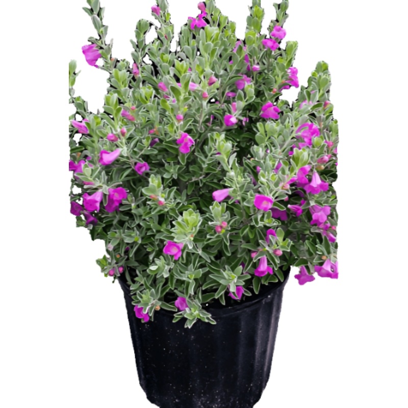 Leucophyllum Green Cloud 1 Gallon Plant Texas Ranger Shrubs Live Plant Fr7