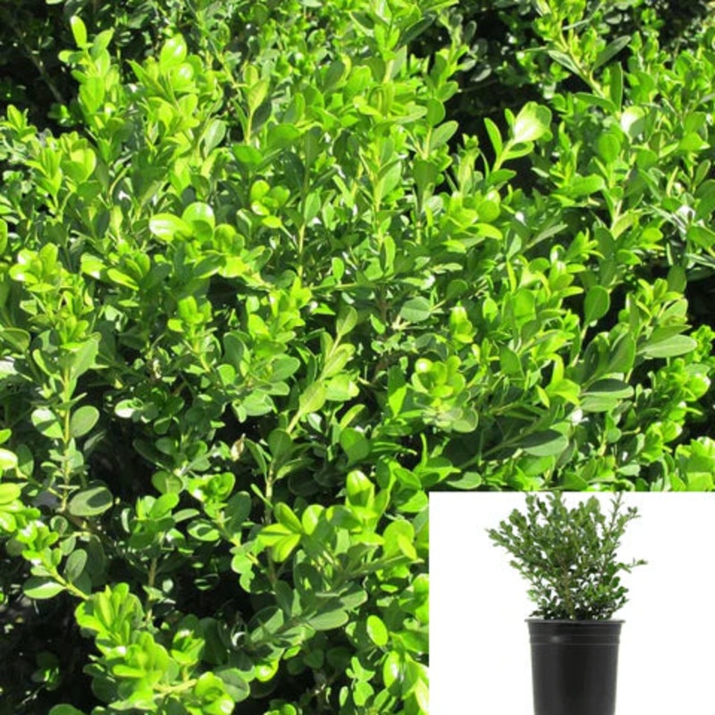 Ligustrum Texanum 1 Gallon Japanese White Texas Privet Plant Ja Fr7