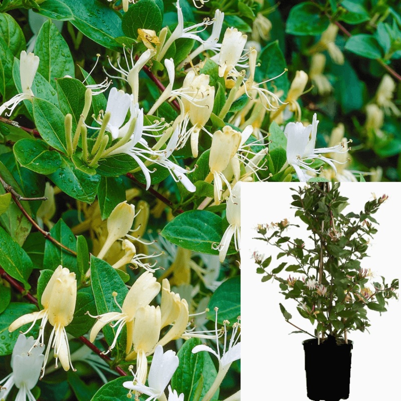 Lonicera Japonica Halliana 1 Gallon Plant Halls Honeysuckle Japanese Hht7