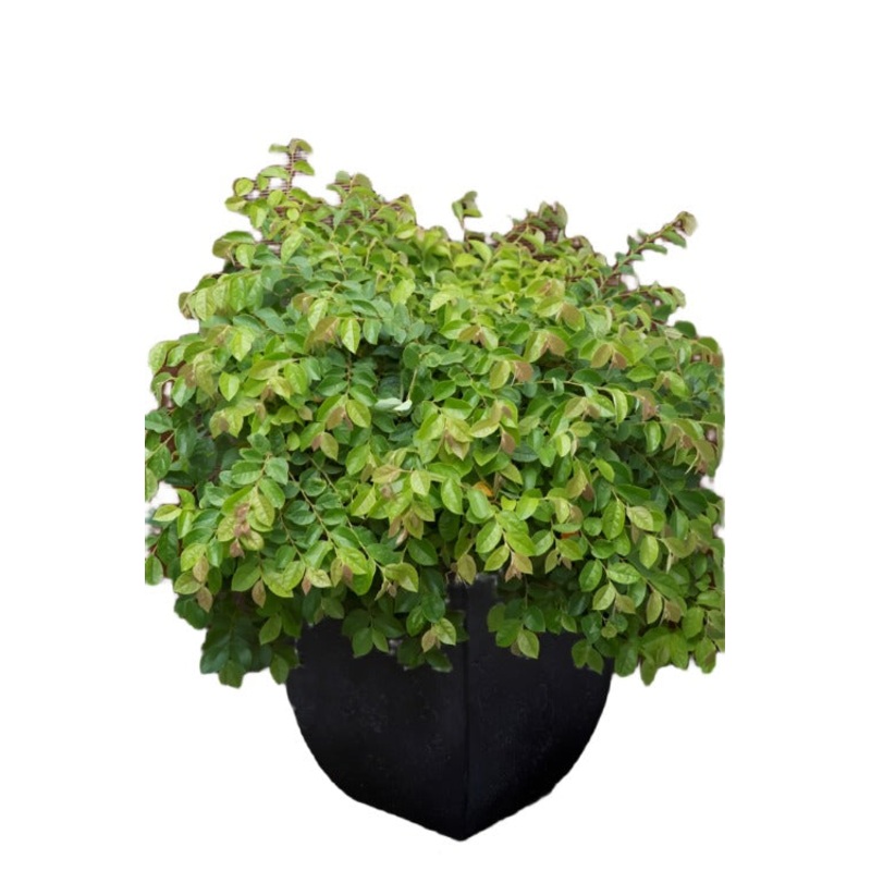 Loropetalum Chinensis Green 1 Gallon Plant Chinese Fringe Flower Outdoor Live Plant Fr7