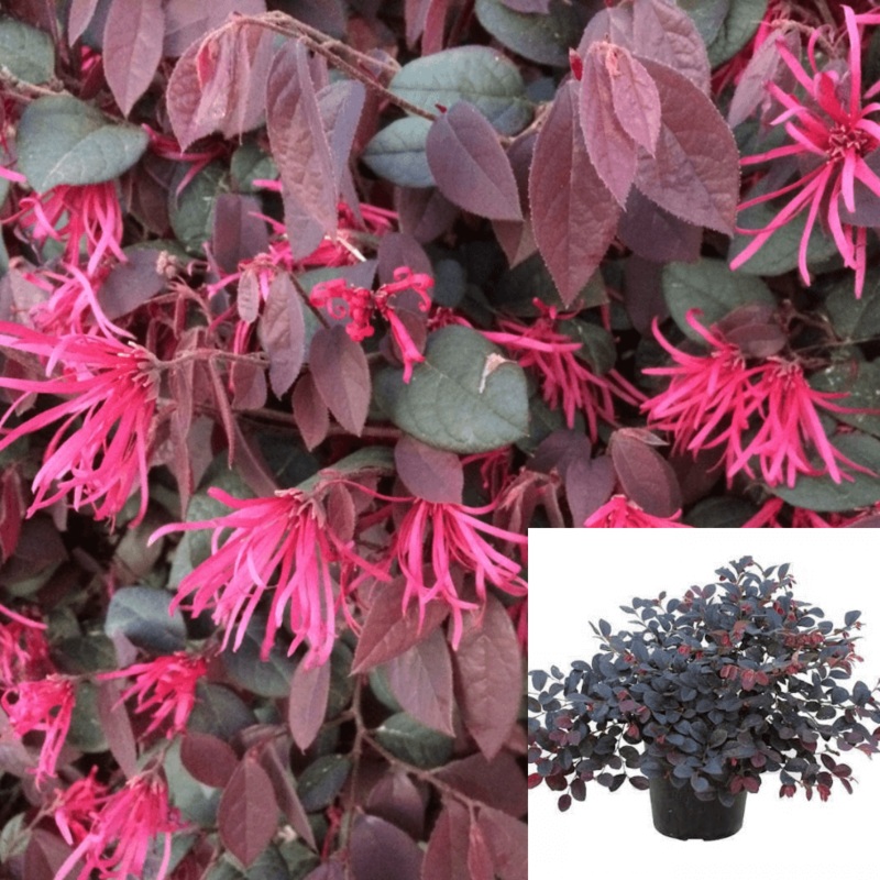 Loropetalum Rubrum 1 Gallon Chinese Fringe Red Flower 1 Gallon Shrub Outdoor Live Plant Fr7