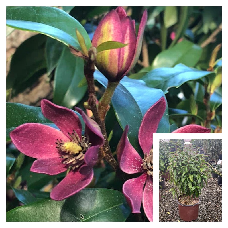 Magnolia Stellar Ruby 3 Gallon Plant Banana Shrub Palnt Trees Live Plant Fr7
