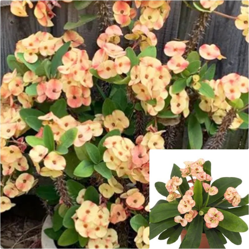 Mili Maxi Zyphr 4inches Plant Red Euphorbia Crown of Thorns Christ Thorn Live Plant Pr7